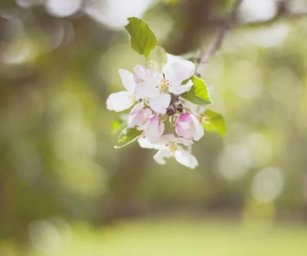 Klooster Nieuwkerk 3*